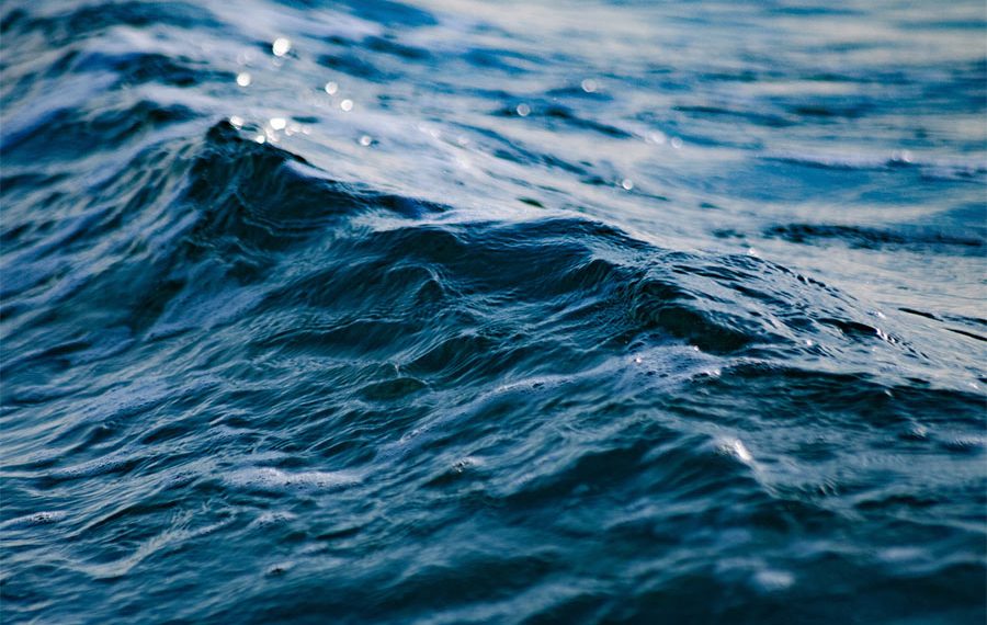 Flere fisk i de danske farvande har det svært, og biodiversiteten under overfladen er presset. Foto: Canva
