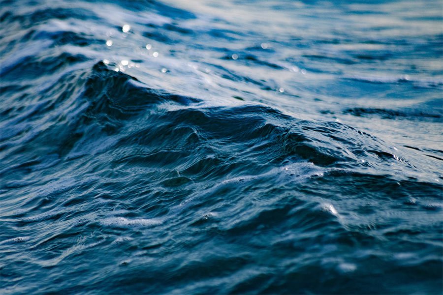 Flere fisk i de danske farvande har det svært, og biodiversiteten under overfladen er presset. Foto: Canva