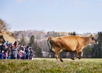 Book gratis billet til Økodag og vær med til at fejre dyrevelfærden