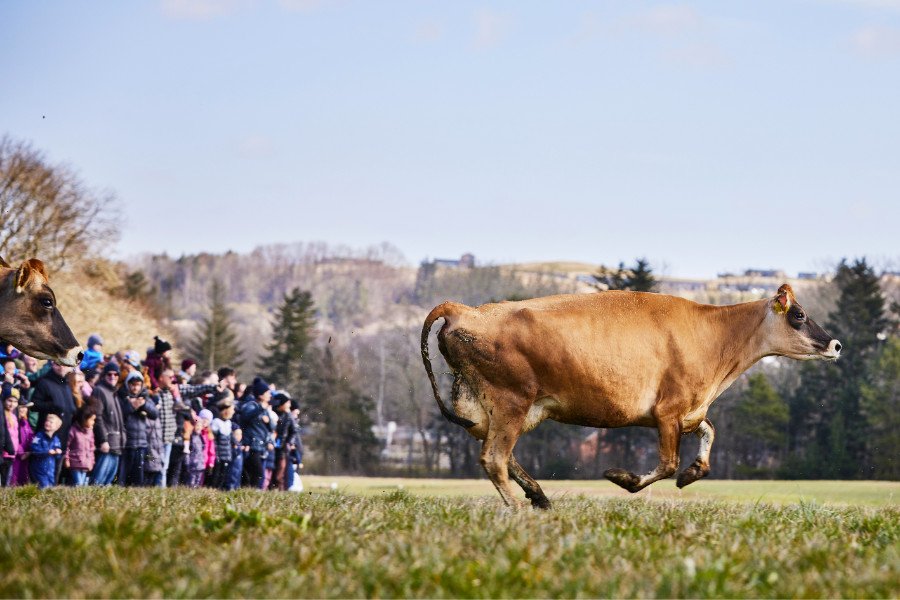 Foto: Søren Gammelmark