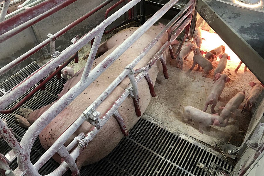 Fiksering af søer er et udbredt dyrevelfærdsproblem - også i danske besætninger. Foto: Dyrenes Beskyttelse