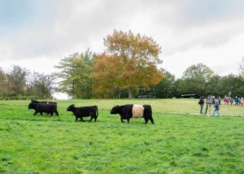 Biodiversitet: Herlev og Gladsaxe slipper dyrene løs