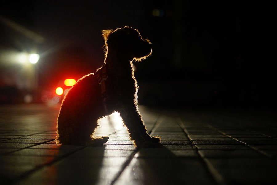 Husk reflekser og lys når ud lufter din hund i mørket. Pixabay