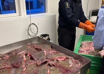 Fiskeristyrelsens kontrollører konfiskerer over 400 kg rokker