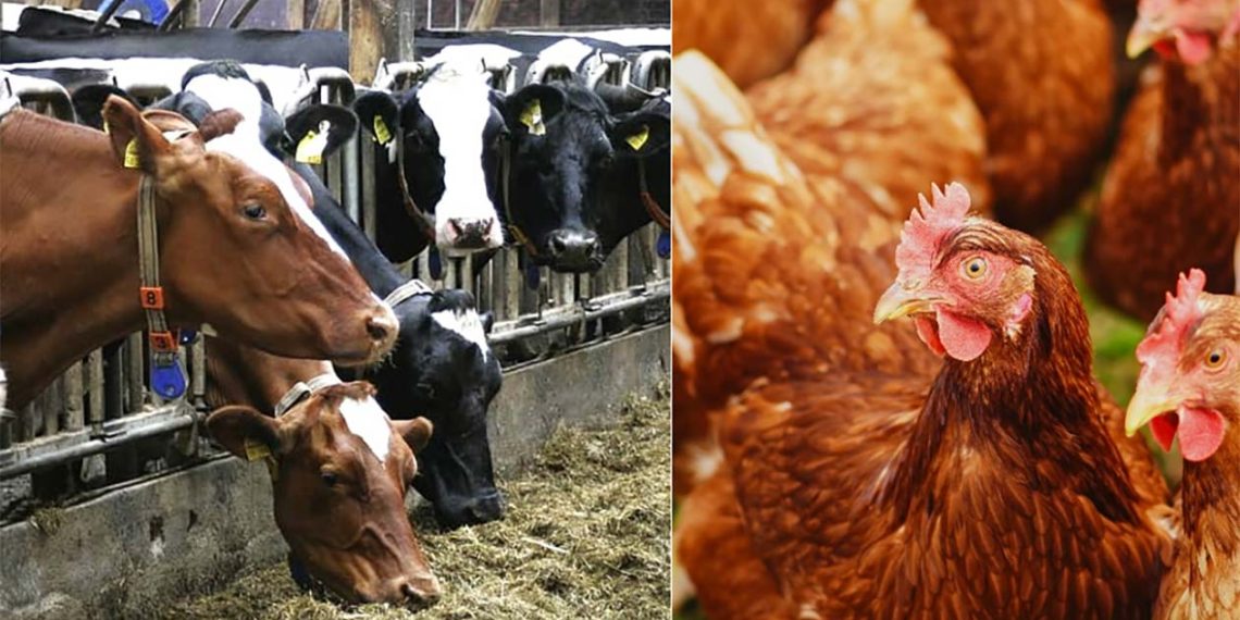 Fugleinfluenza har bredt sig som en løbeild i de store globale fjerkræindustrier, men også de vilde fuglebestande er ramt. Nu meldes der om smitte mellem fugle og kvæg - og mellem kvæg og mennesker. Fotos: Piqsels