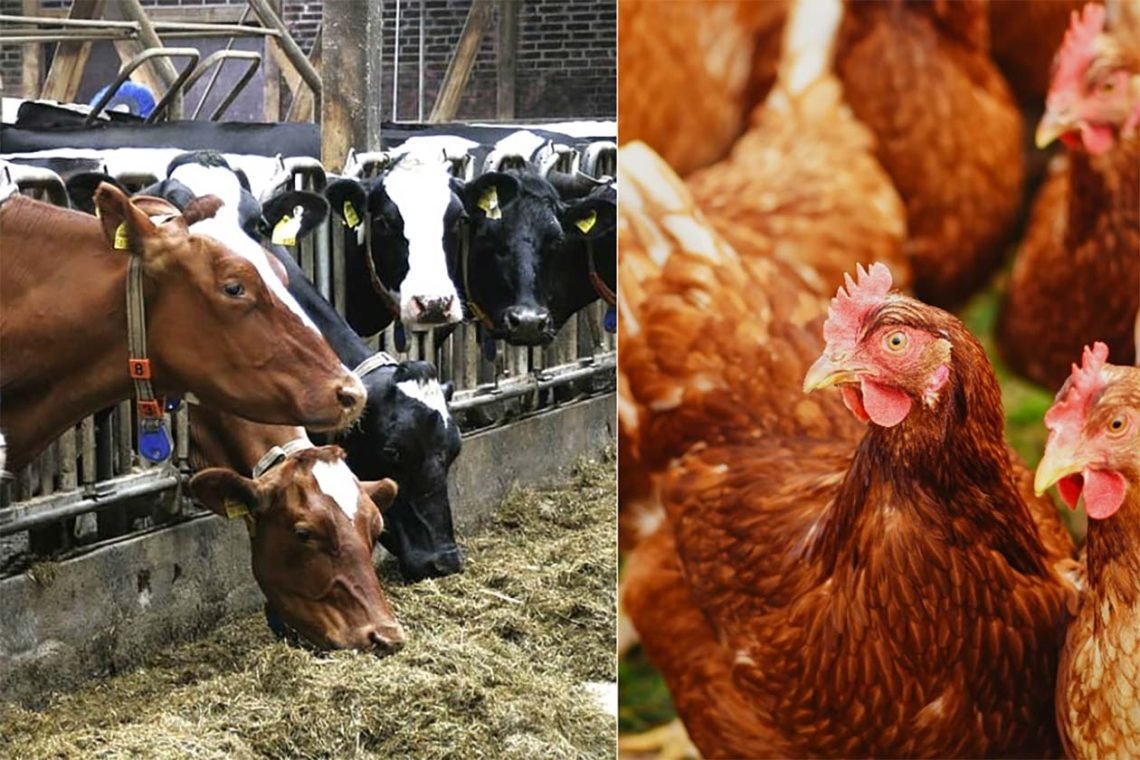 Fugleinfluenza har bredt sig som en løbeild i de store globale fjerkræindustrier, men også de vilde fuglebestande er ramt. Nu meldes der om smitte mellem fugle og kvæg - og mellem kvæg og mennesker. Fotos: Piqsels