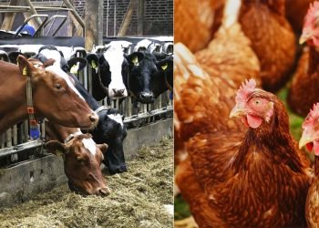 USA: Første menneske smittet med fugleinfluenza A(H5N1)