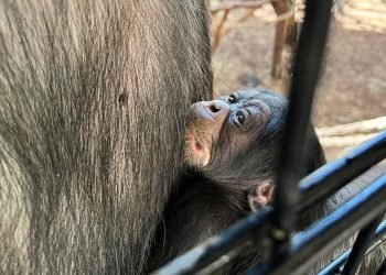 Chimpanseunge og flodhesteunge født i Zoo København
