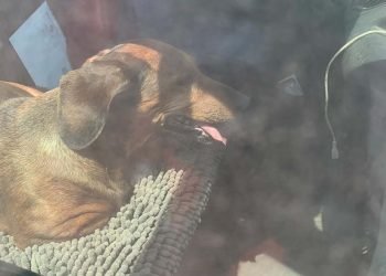 Lad hunden blive hjemme: Efterlad ikke hunde i varme biler