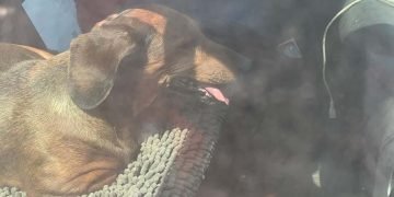 Lad hunden blive hjemme: Efterlad ikke hunde i varme biler