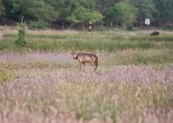 Ulvebestanden i Danmark når højeste niveau siden 2012