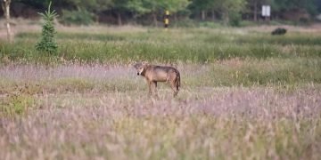 Ulvebestanden i Danmark når højeste niveau siden 2012